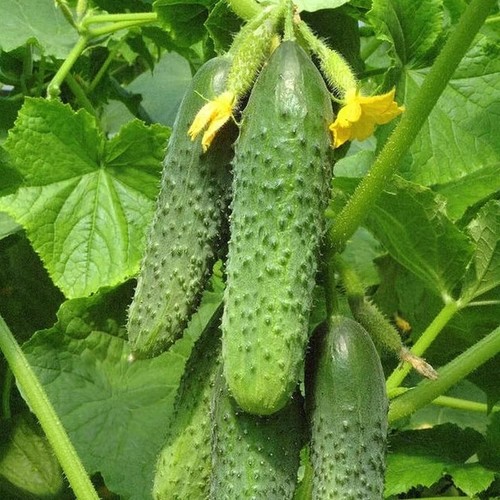 Semi cetriolo 4097f1 - cetriolo, 4097f1+10